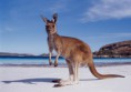 /album/galeria-de-fotos-australia/western-australia-kangaroo-beach-jpg/