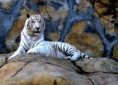 /album/galeria-de-fotos-nova-zelandia/tigre-branco-jpg/